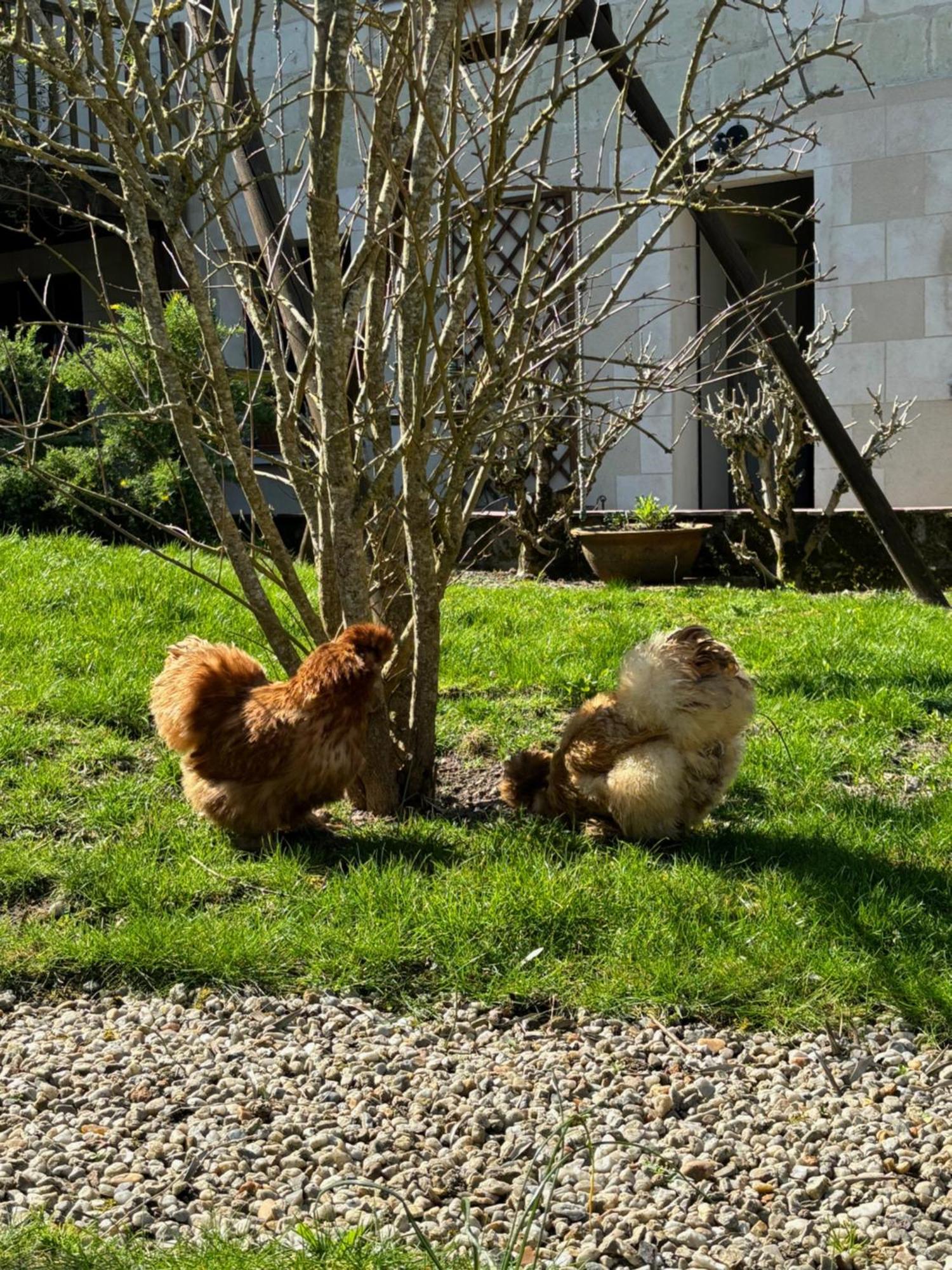 Le Petit Hureau Saumur Eksteriør billede